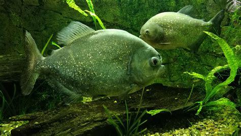Amazon river fish: 7 unique species of the Amazon Basin.